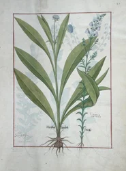 Devils-Bit Scabious and Toadflax, Illustration from The Book of Simple Medicines, by Mattheaus Platearius (d.c.1161) c.1470
